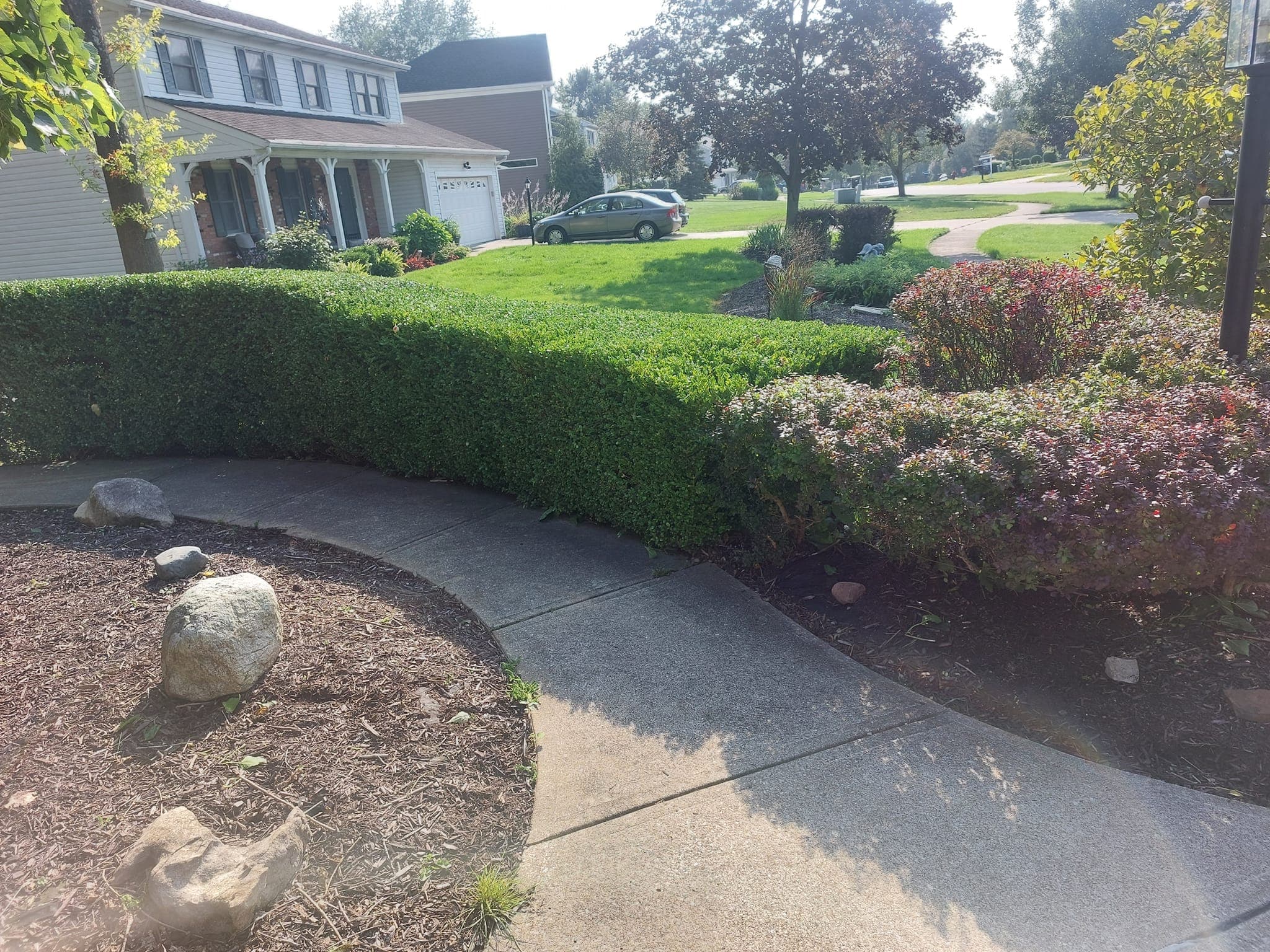 Trimmed shrubs